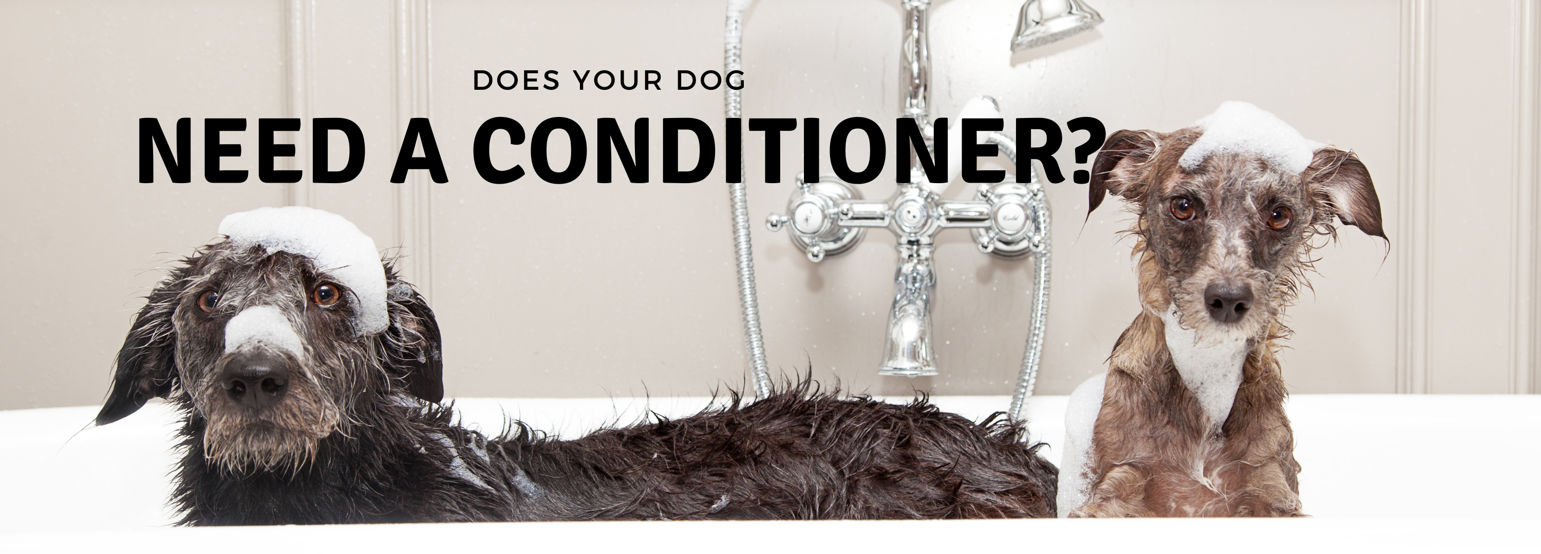 Can i use regular conditioner on my deals dog