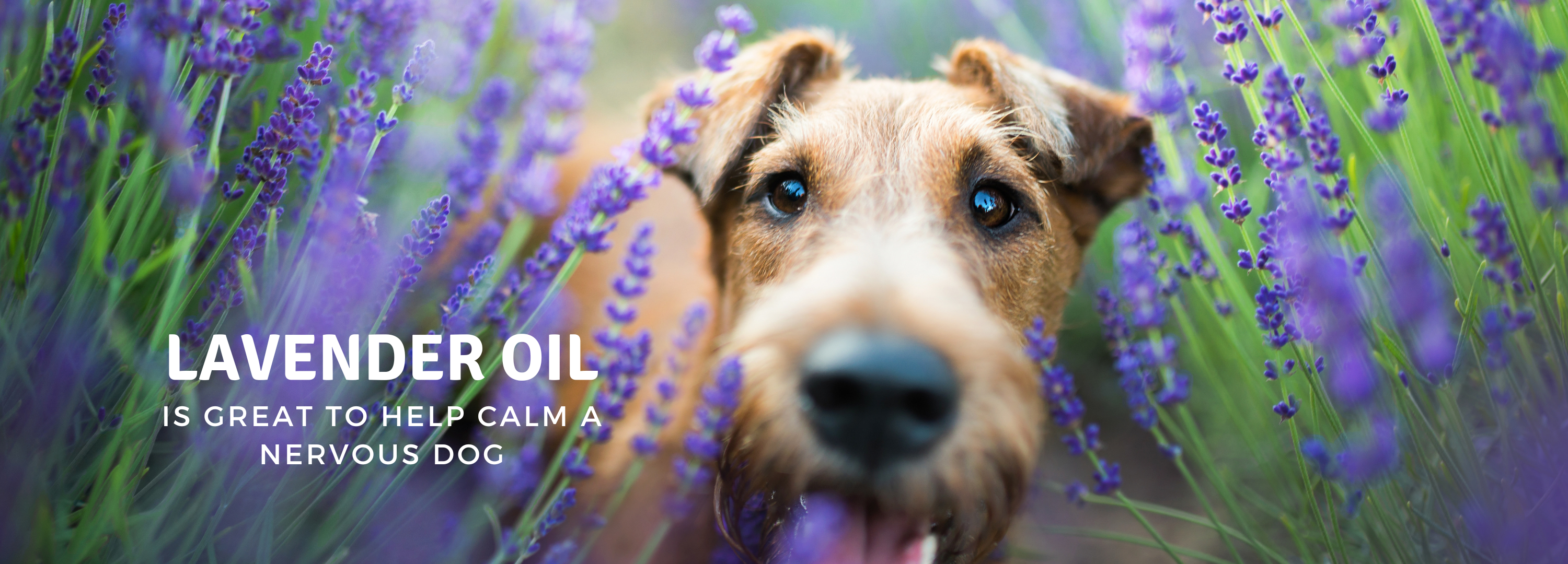 Lavender oil deals to calm dogs